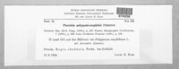 Puccinia polygoni-amphibii image